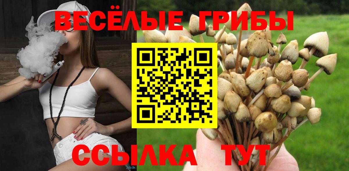 Псилоцибиновые грибы Psilocybine cubensis Котлас